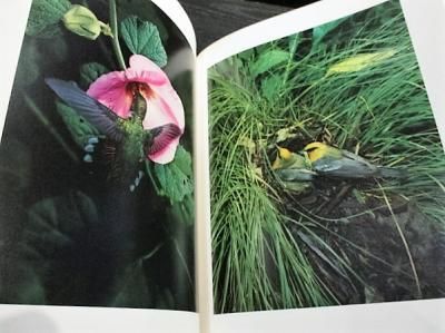 ELIOT PORTER 写真集　英語 エリオット・ポーター写真集 Eliot Porter: The Color of