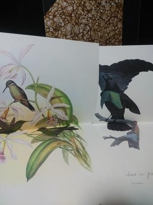 黄金の鳥 J-B.オードベル, L.J.P.ヴィエイヨー 荒俣宏編 リブロ 黄金の鳥 J-B.オードベル, L.J.P.ヴィエイヨー 荒俣宏編 リブロ