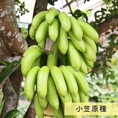 奄美大島産 島バナナ 小笠原種 2kg あたり果樹園