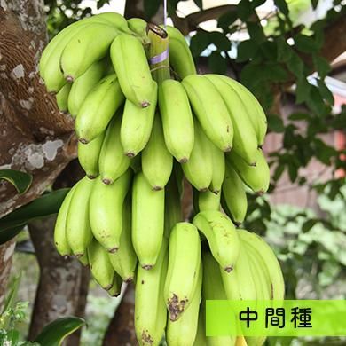 奄美大島産 島バナナ 中間種 2kg あたり果樹園 奄美大島産 島バナナ 中間種 2kg あたり果樹園