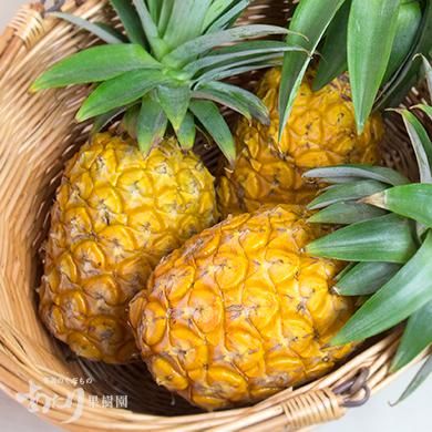 奄美大島産パイナップル 4玉入 あたり果樹園 奄美大島産パイナップル 4玉入 あたり果樹園