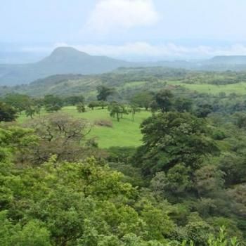 <img class='new_mark_img1' src='https://img.shop-pro.jp/img/new/icons1.gif' style='border:none;display:inline;margin:0px;padding:0px;width:auto;' />ꥫ 쥹ȥͥ 롦ԥƥȡ 200g