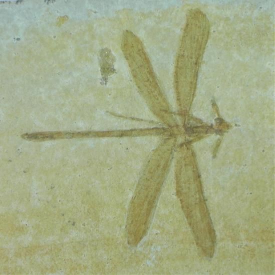 1億5000万年前のトンボの化石