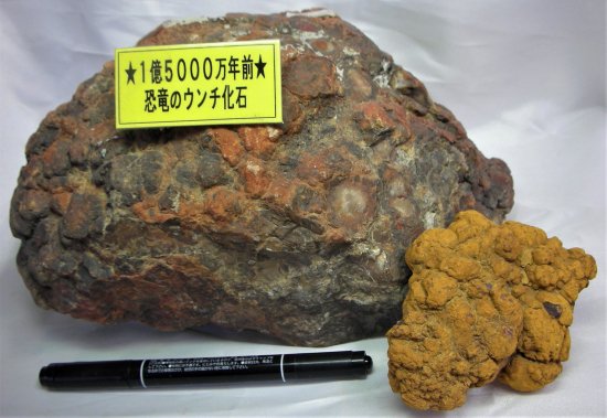 恐竜のウンチ化石(約1億5000万年前)