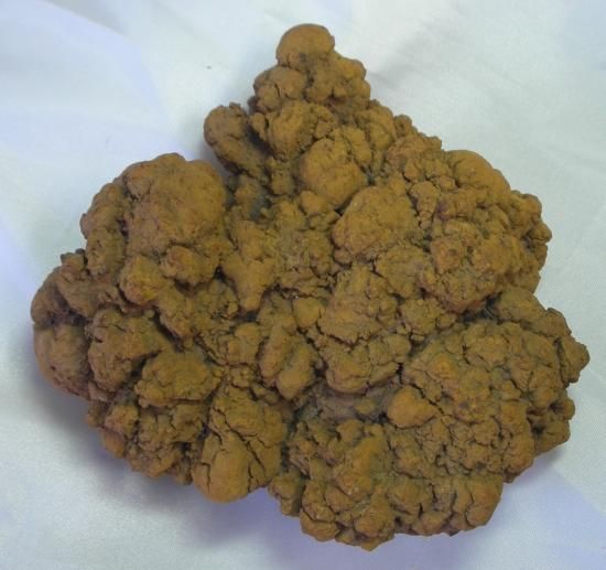 ウンチ化石(約6巨大亀の000万年前)