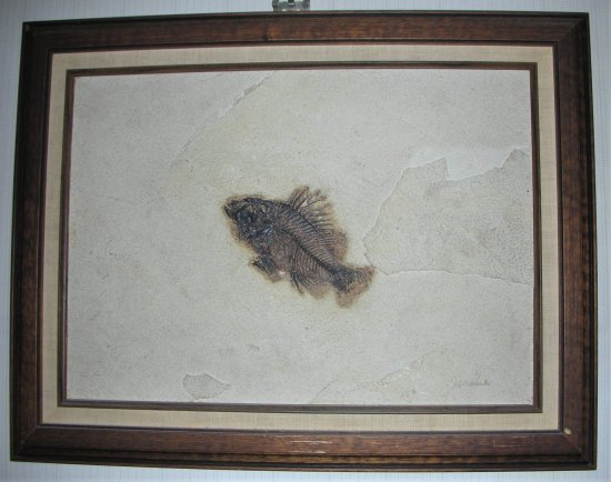 額入・希少な魚化石(プリスカカラ)