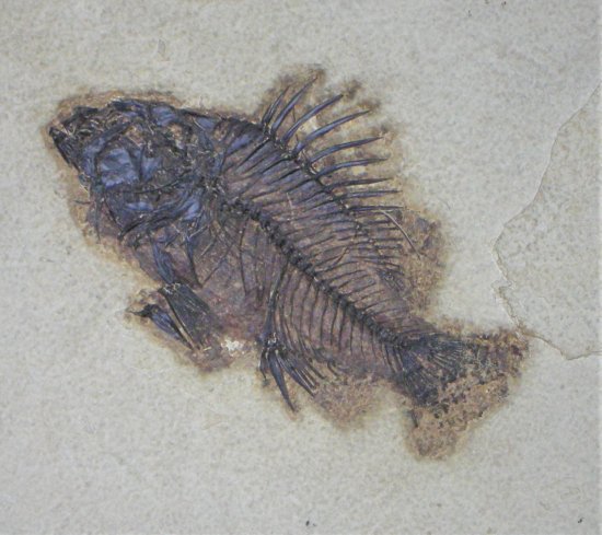 魚の化石 Diplomystus-