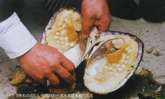 世界最大の淡水真珠の里