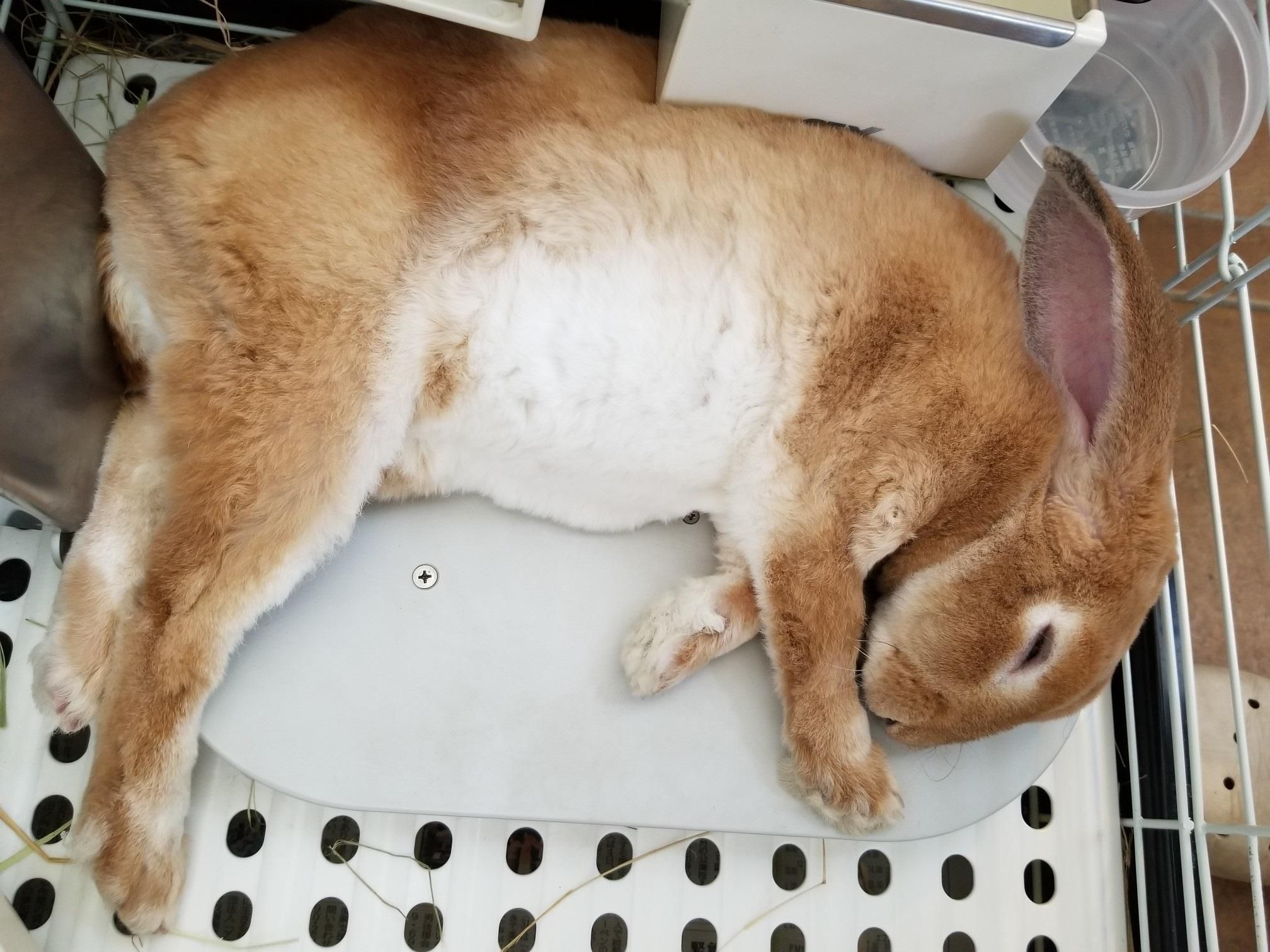 ペットの冷房器のお店　と　ハムスターの家のお店です