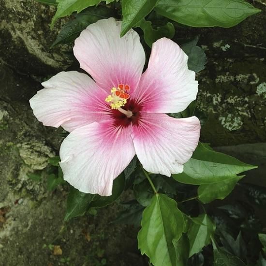 南国の花 ハイビスカス石鹸 100ｇ 道の駅 許田 ショッピングサイト