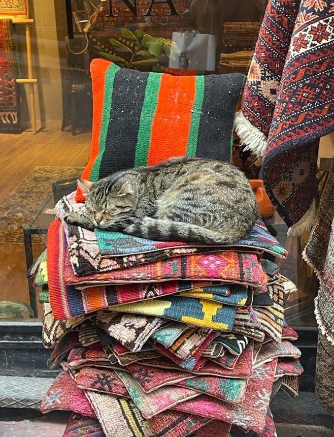 トルコの絨毯屋の店先の猫