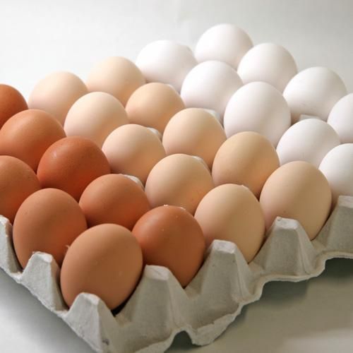 子沢山～ ✨玉響✨多肉アン 抜き苗 たまゆら 子株いっぱい 多肉たち