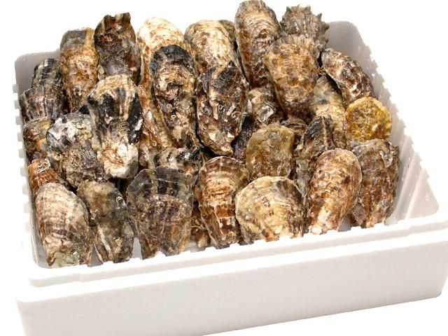 生牡蠣_mania Oyster Mania 〜Japanese Kaki Bar〜 (@OysterManiask31) / X