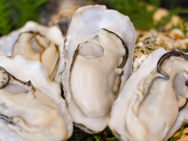 牡蠣の種　 Mサイズ（150g以上／個） 大箱（約30個）｜北海道仙鳳趾名産 殻