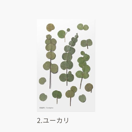 Appree 押し花シール My 5days