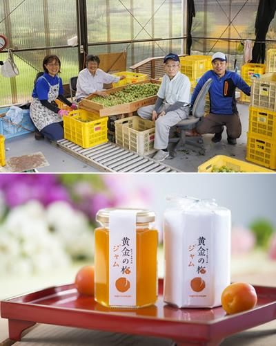 白加賀梅（青梅)3キロ〜5月下旬より発送 | 果物/青梅 産直