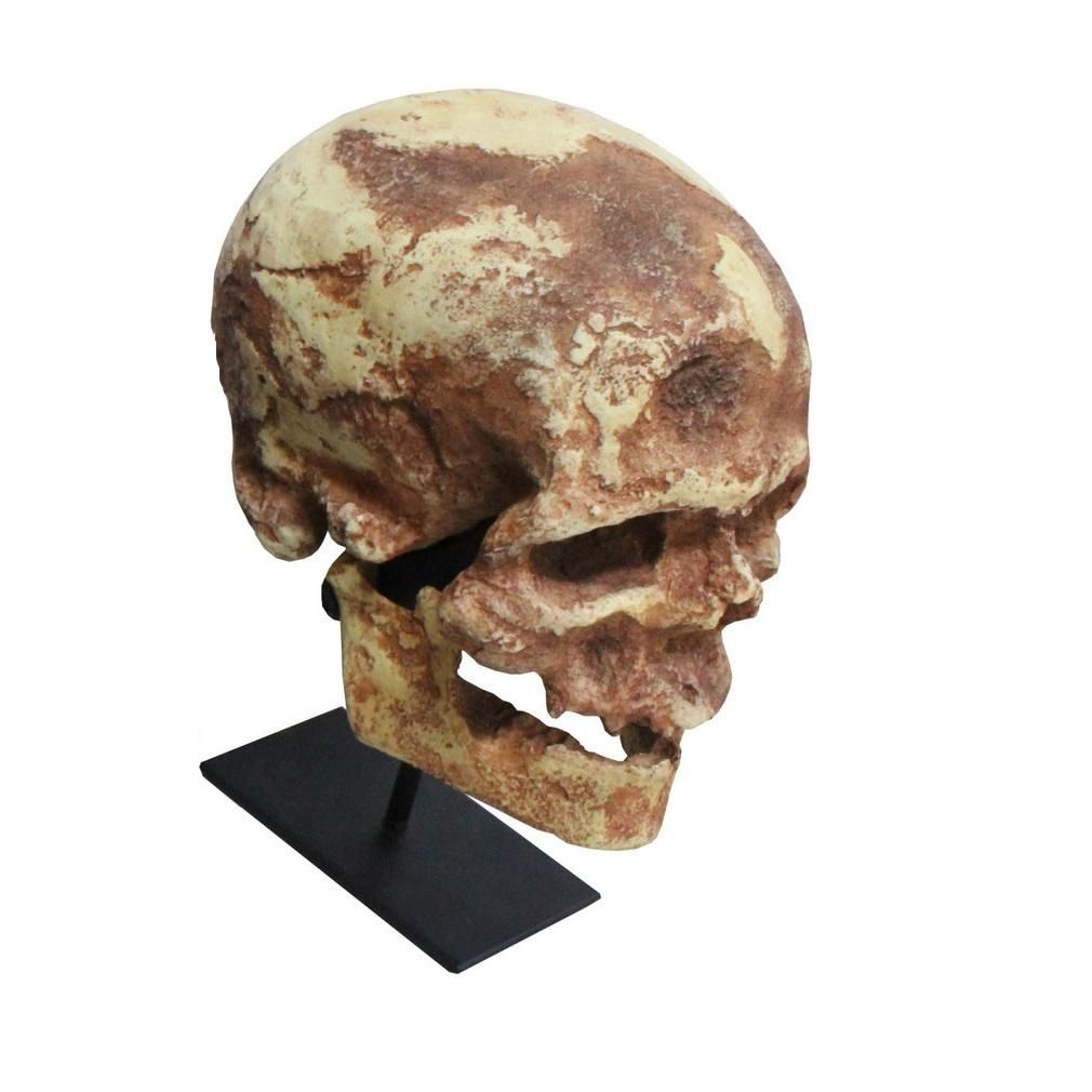 クロマニヨン人 頭骨レプリカ - 歴史プラス(時空旅人公式通販サイト)