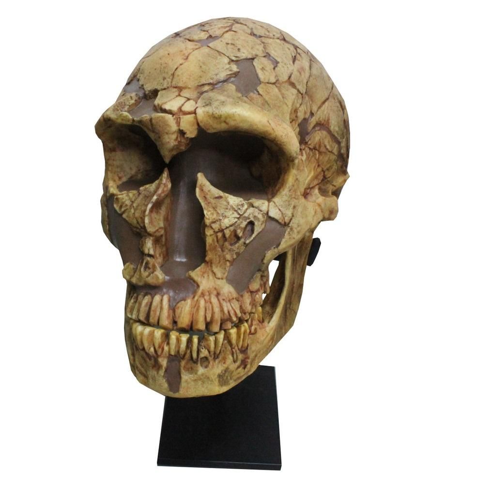 ネアンデルタール人 頭骨レプリカ - 歴史プラス(時空旅人公式通販サイト)
