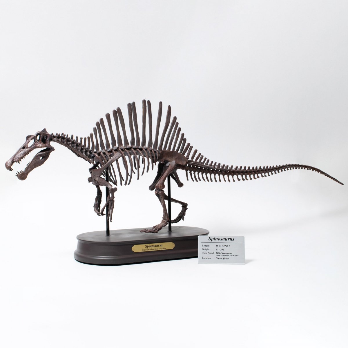 とっておきし新春福袋 化石標本 恐竜 獣脚類 スピノサウルス 特大