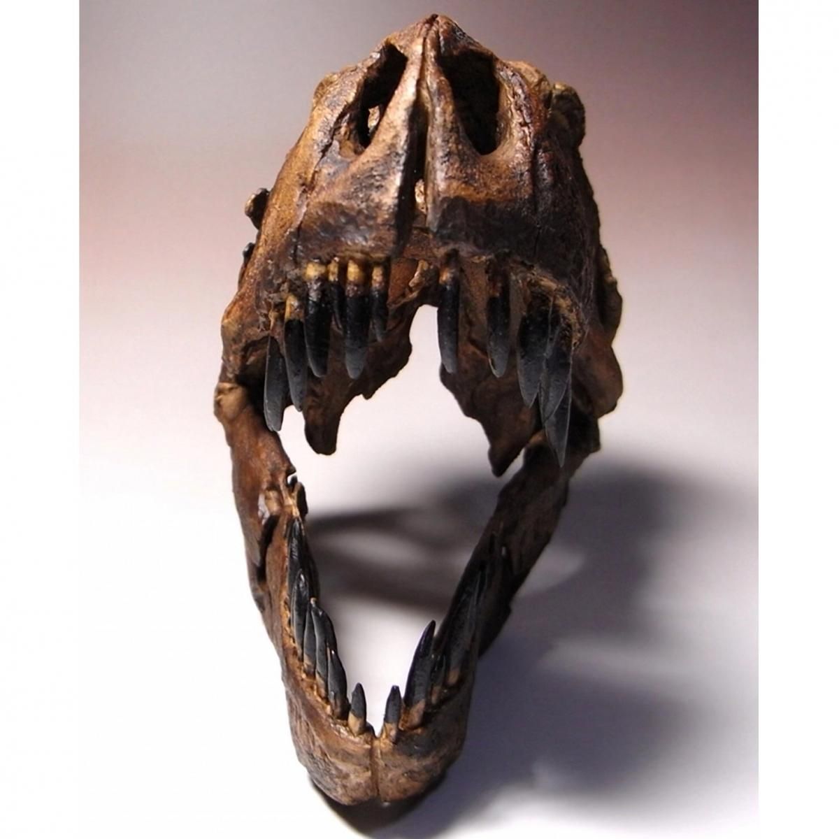 化石　レプリカ　恐竜　ティラノサウルス　T-REX 頭部　ラストワン　最後 化石 レプリカ 恐竜 ティラノサウルス T-REX 頭部 ラストワン