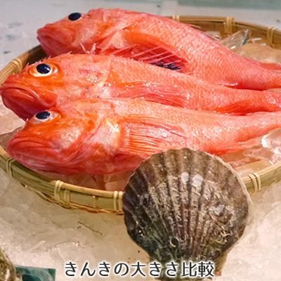 きんきん キチジ きんき きんきん キチジ きんき