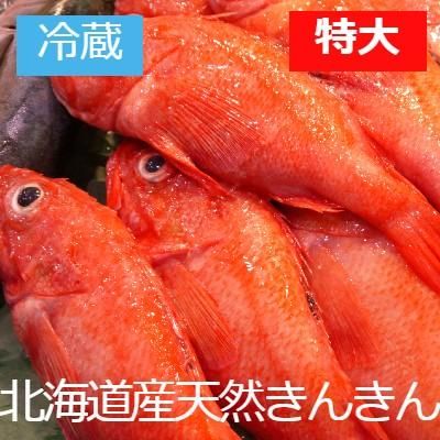 冷蔵]【数量限定】北海道網走産 天然きんきん特大800g~900g