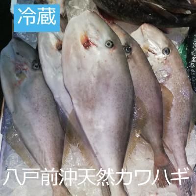 冷蔵 八戸前沖天然カワハギ 約1