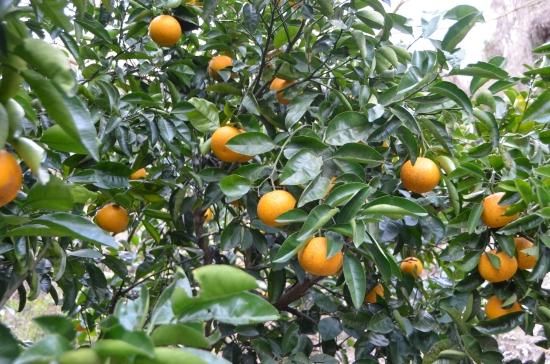 はっさく　八朔　20キロ　77個程度　静岡県伊東産　完全無農薬　完全自然栽培 八朔 はっさく 20kg 送料無料 無農薬 ノーワックス 農園直送 木