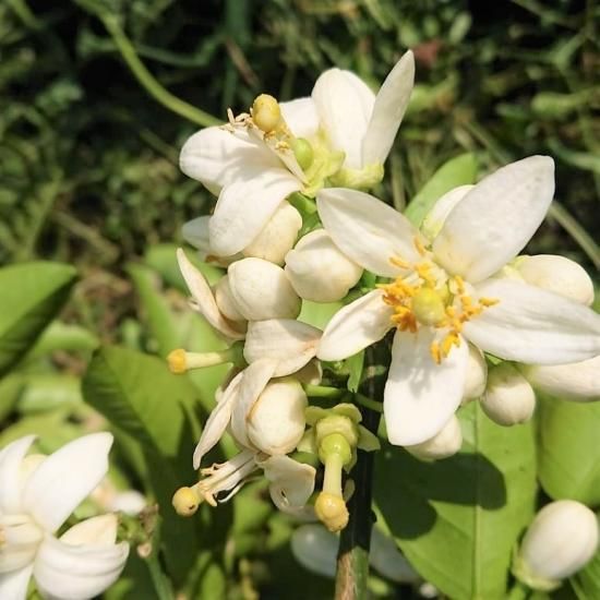 島ネロリ 1kg 八朔の花 チルド全国発送 お得 シトラス アロマ 島香房 島ネロリ 1kg 八朔の花 チルド全国発送 お得 シトラス アロマ 島香房