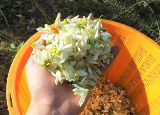 島ネロリ 1kg 八朔の花 チルド全国発送 お得 シトラス アロマ 島香房 島ネロリ 1kg 八朔の花 チルド全国発送 お得 シトラス アロマ 島香房