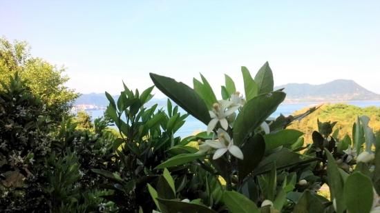 島ネロリ 1kg 八朔の花 チルド全国発送 お得 シトラス アロマ 島香房 島ネロリ 1kg 八朔の花 チルド全国発送 お得 シトラス アロマ 島香房