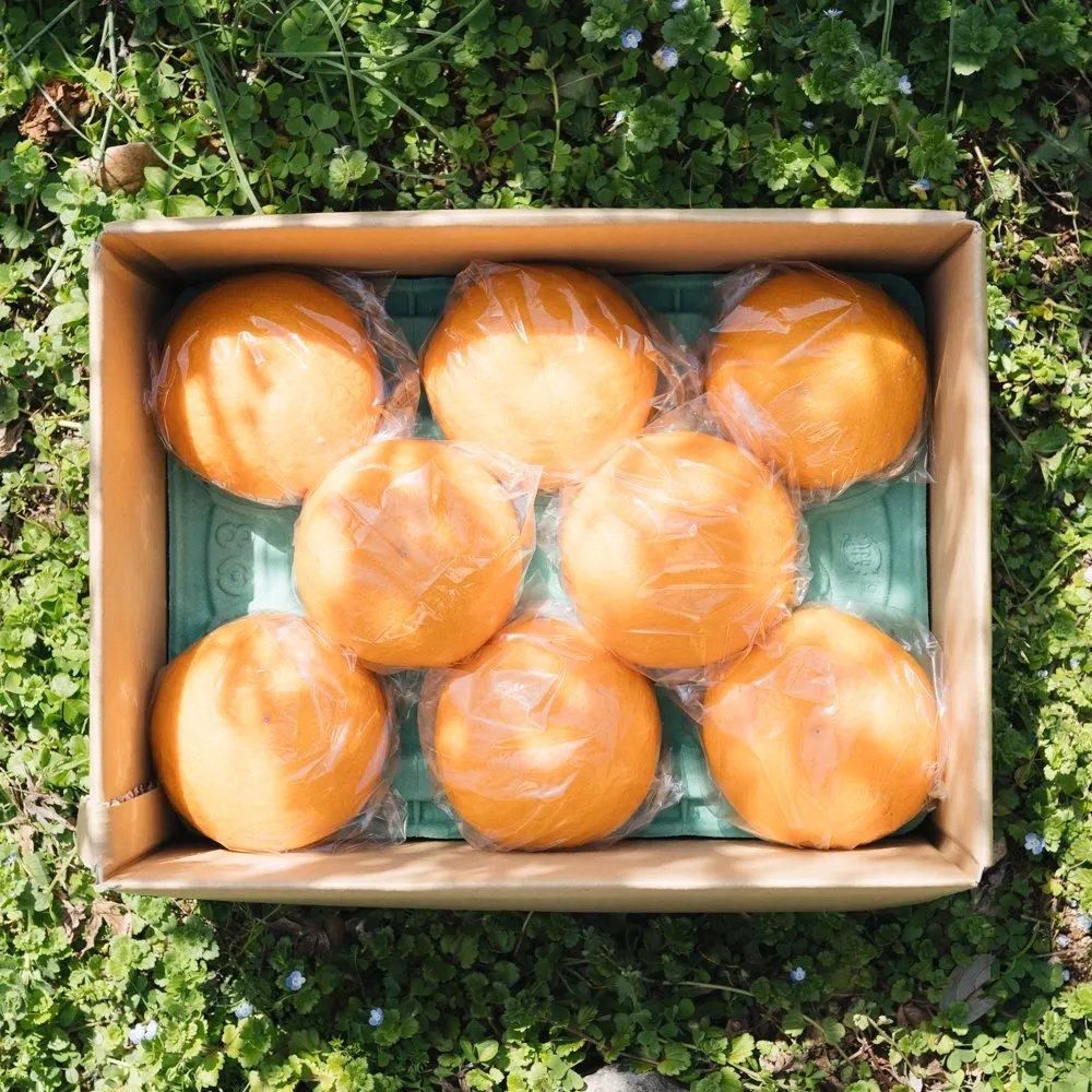 【さらにお得価格】サコグチ家の紅甘夏16個入り 2Lサイズ（送料無料） 随時発送いたします<img class='new_mark_img2' src='https://img.shop-pro.jp/img/new/icons61.gif' style='border:none;display:inline;margin:0px;padding:0px;width:auto;' />