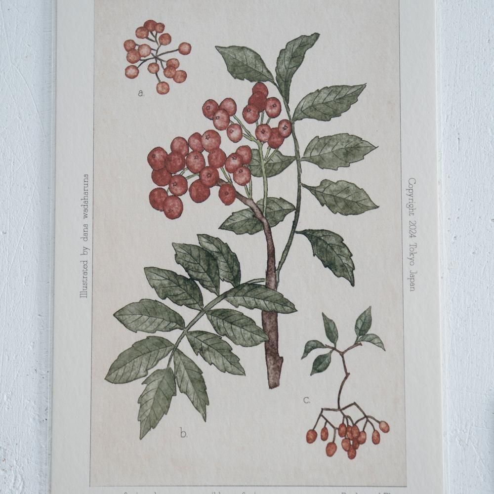 2025ǯ9dana wadaharunapost card  rowand27