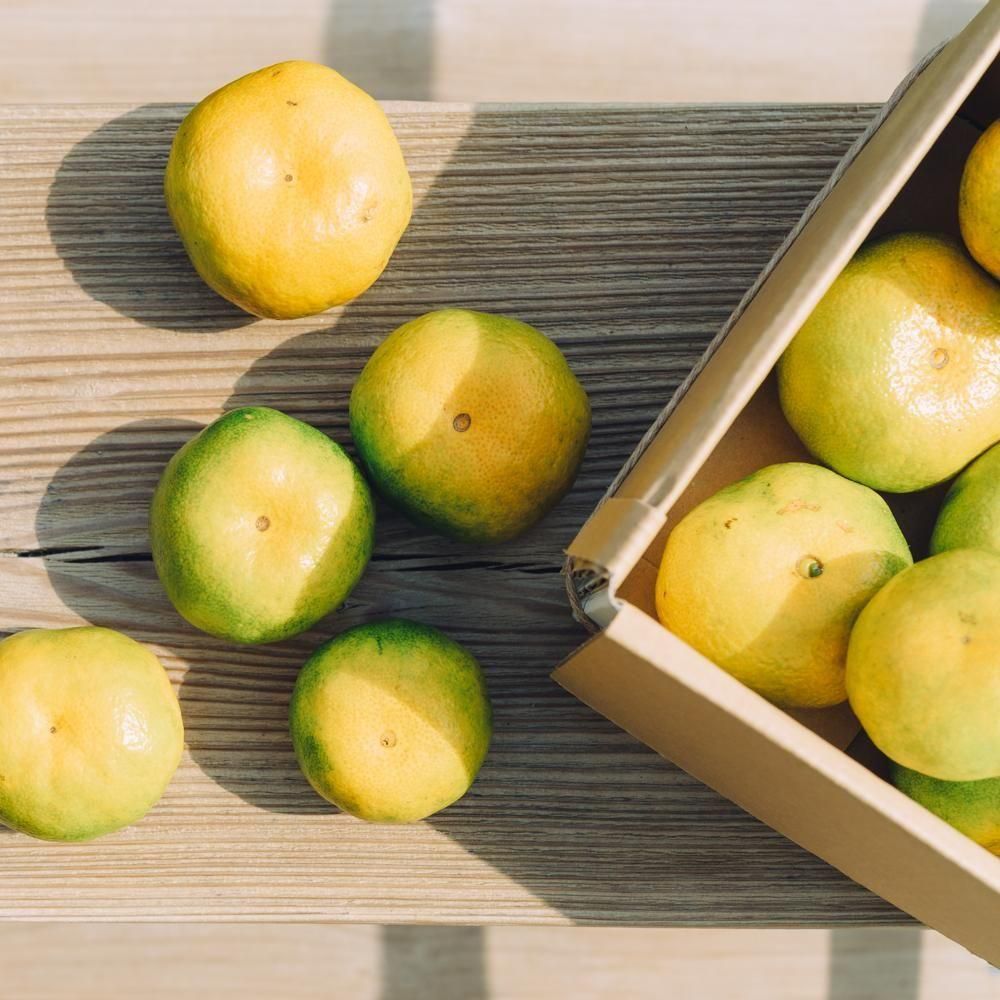 ڢ濫̸ 2.5kgڢޤ<img class='new_mark_img2' src='https://img.shop-pro.jp/img/new/icons1.gif' style='border:none;display:inline;margin:0px;padding:0px;width:auto;' />