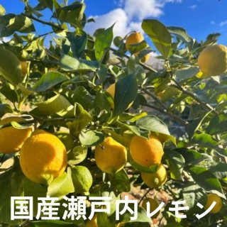 【2�／S.M.Lサイズ】特選品「瀬戸内産国産レモン」