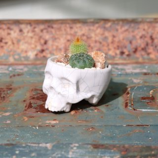 MINI SKULL POT SPEACIAL<img class='new_mark_img2' src='https://img.shop-pro.jp/img/new/icons5.gif' style='border:none;display:inline;margin:0px;padding:0px;width:auto;' />