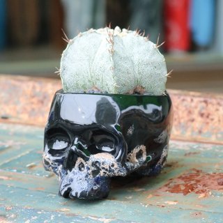 MEDIUM SKULL POT SPECIAL<img class='new_mark_img2' src='https://img.shop-pro.jp/img/new/icons5.gif' style='border:none;display:inline;margin:0px;padding:0px;width:auto;' />