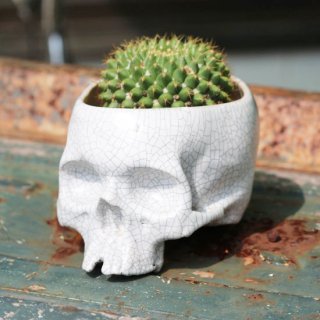 MEDIUM SKULL POT SPECIAL<img class='new_mark_img2' src='https://img.shop-pro.jp/img/new/icons5.gif' style='border:none;display:inline;margin:0px;padding:0px;width:auto;' />