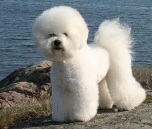 シャンプーまとめ買いお得 ホワイトテクスチャーボリューム・シャンプー【サイズは4種類；4倍