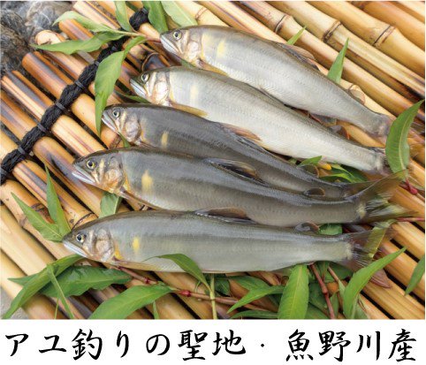 魚野川産 天然鮎 活〆-６０．０℃急速冷凍 ５匹 ３Ｌサイズ