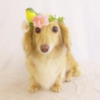 󤺤