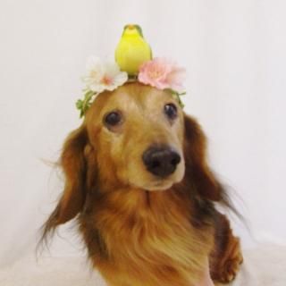 祳