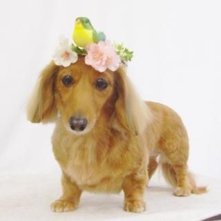 ȤޤȤ