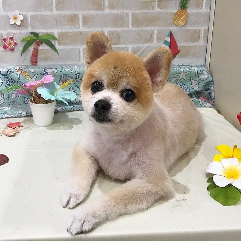ミニーちゃん ペットショップ ペピカ 動物病院 美容室 ペットホテル併設した総合ペットショップ ミニーちゃん ペットショップ ペピカ 動物病院 美容室 ペットホテル併設した総合ペットショップ