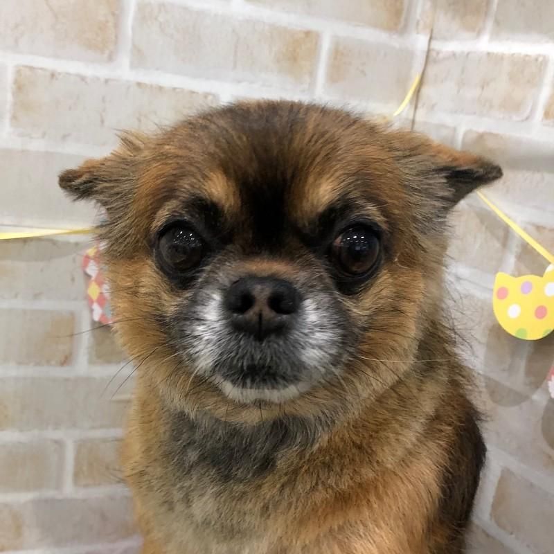 ぽんたちゃん ペットショップ ペピカ 動物病院 美容室 ペットホテル併設した総合ペットショップ ぽんたちゃん ペットショップ ペピカ 動物病院 美容室 ペットホテル併設した総合ペットショップ