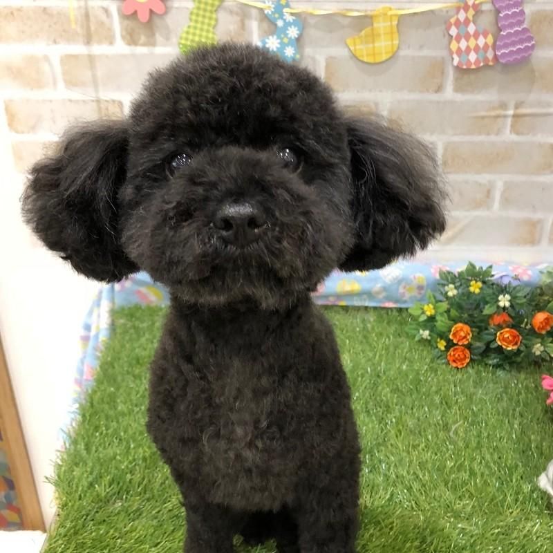 ショコラちゃん ペットショップ ペピカ 動物病院 美容室 ペットホテル併設した総合ペットショップ ショコラちゃん ペットショップ ペピカ 動物病院 美容室 ペットホテル併設した総合ペットショップ