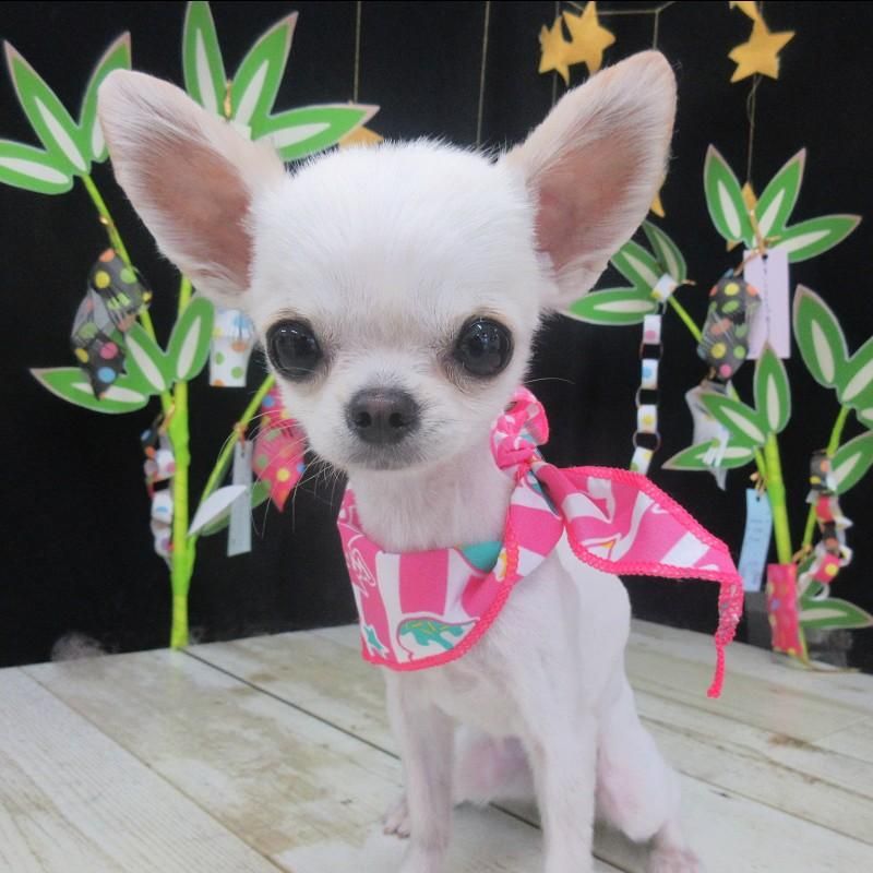 マミちゃん ペットショップ ペピカ 動物病院 美容室 ペットホテル併設した総合ペットショップ