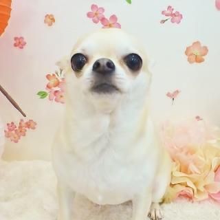 ޥ꡼