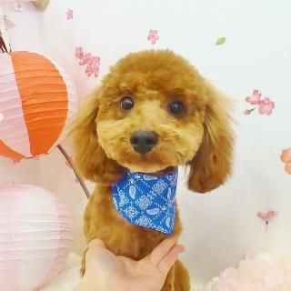 ʡ