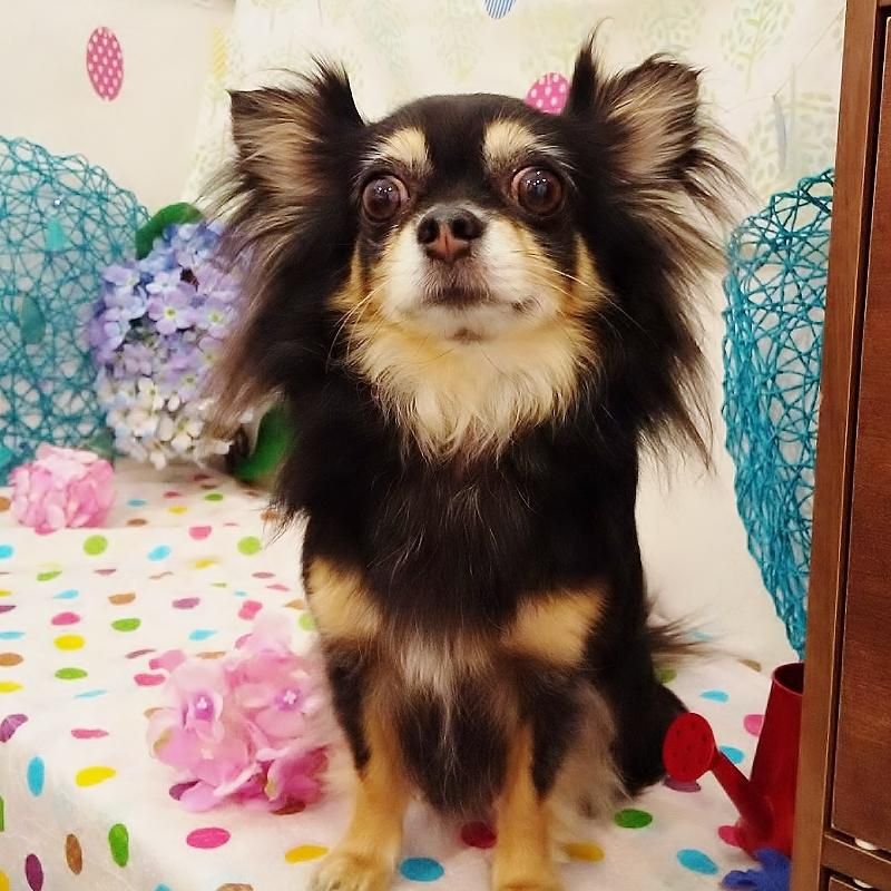 こたまちゃん ペットショップ ペピカ 動物病院 美容室 ペットホテル併設した総合ペットショップ こたまちゃん ペットショップ ペピカ 動物病院 美容室 ペットホテル併設した総合ペットショップ